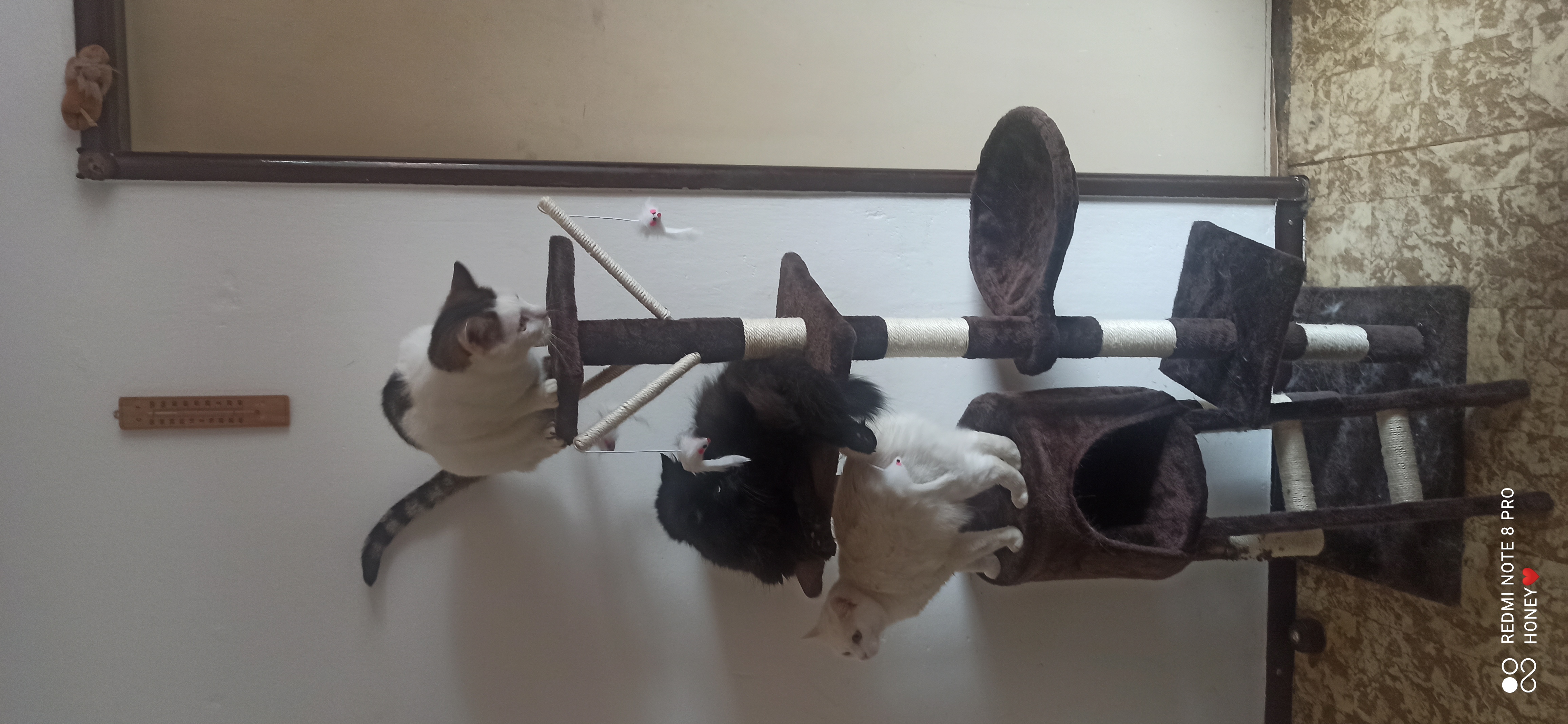 Anička, Čert a Filip