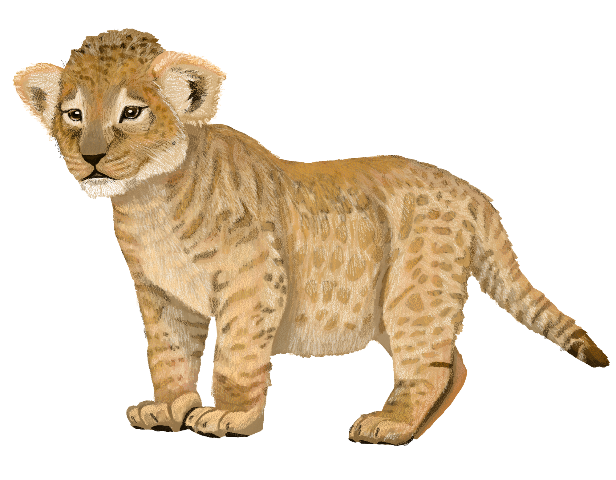 lvíče lva berberského, digitální ilustrace Žaneta Štipčáková