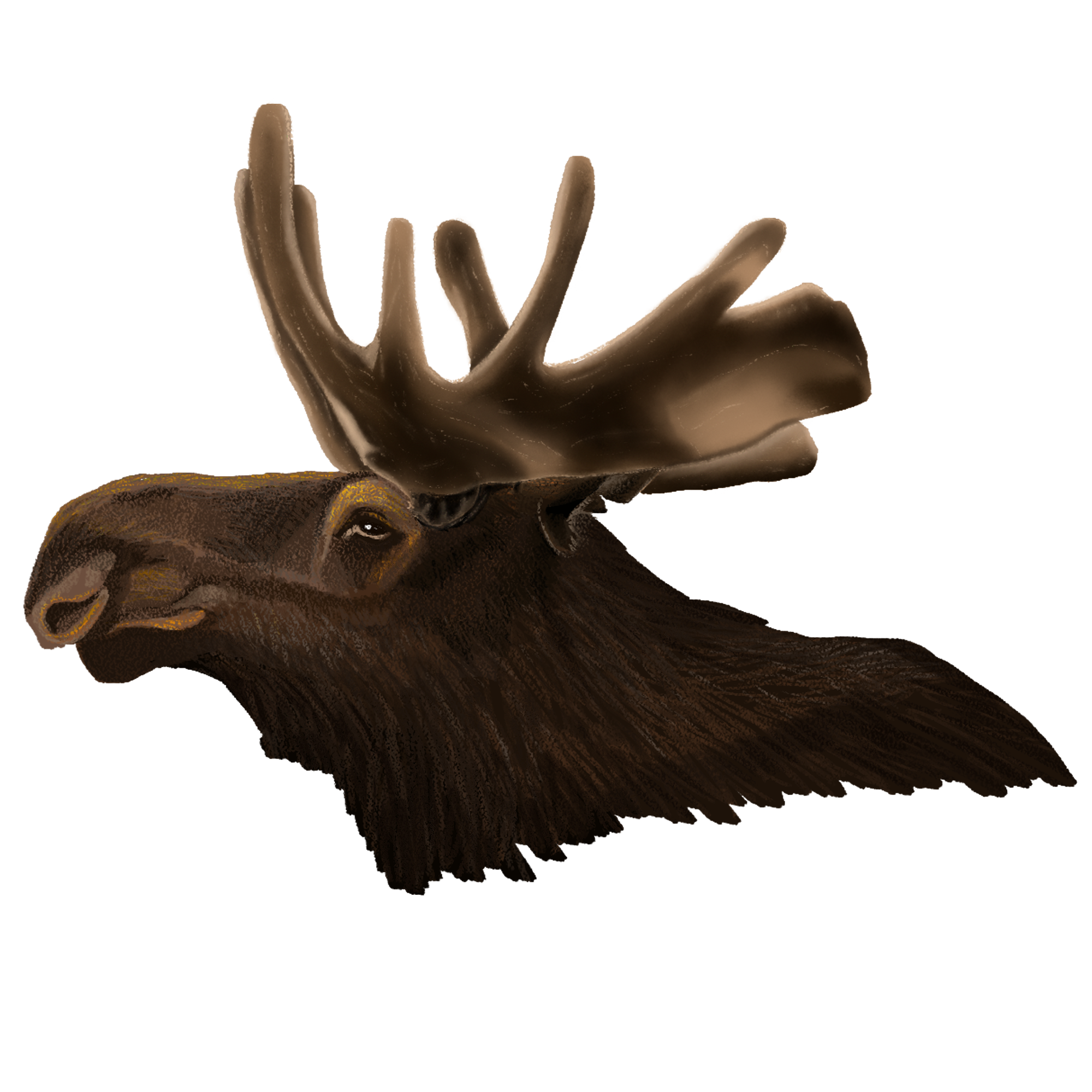 Los evropský, digitální ilustrace Žaneta Štipčáková