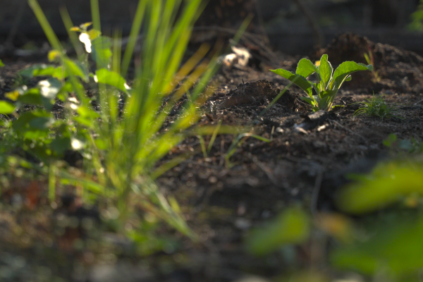 Hasit ohněm - obnova krajiny po řízeném vypalování