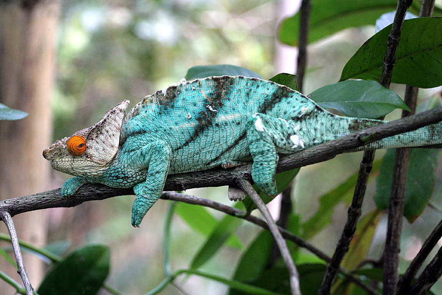 Chameleon_2