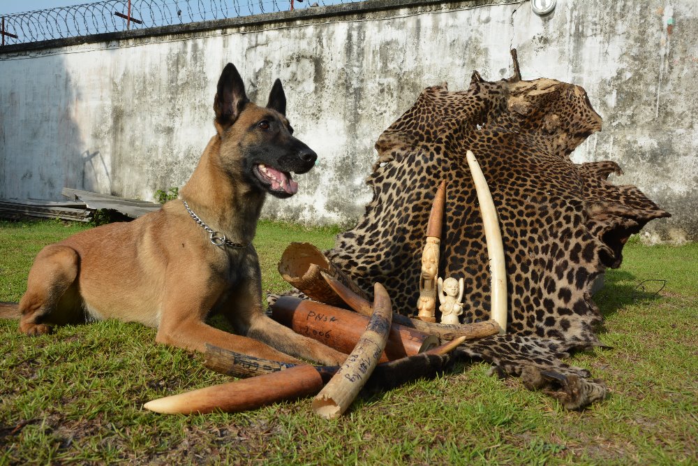 Cama, bojovnice za ohrožené druhy