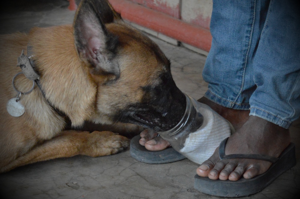 Doli při navtiskávání pachu luskouních šupin