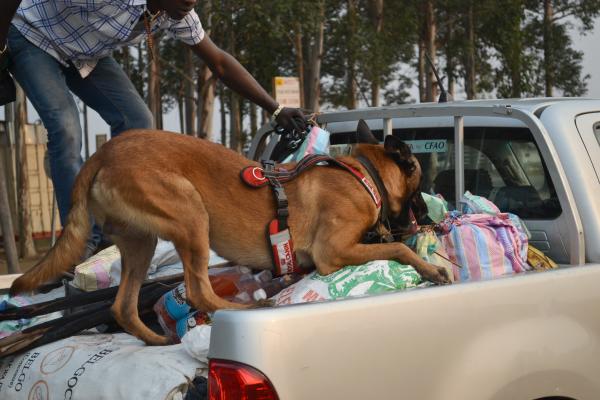 Shon prohledává auto