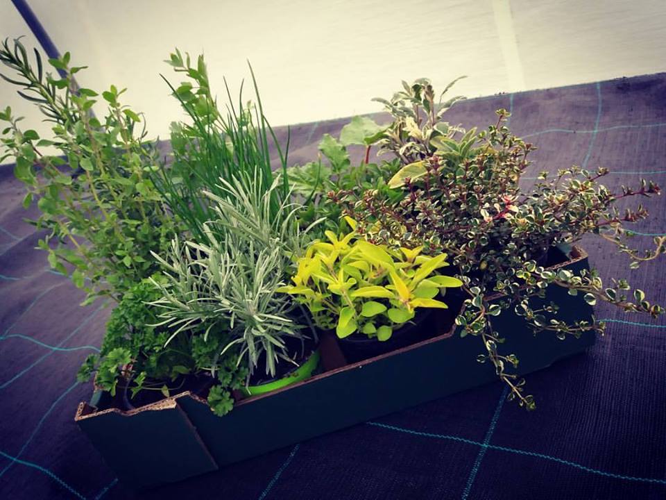 NAŠE BYLINKOVÁ BEDÝNKA 