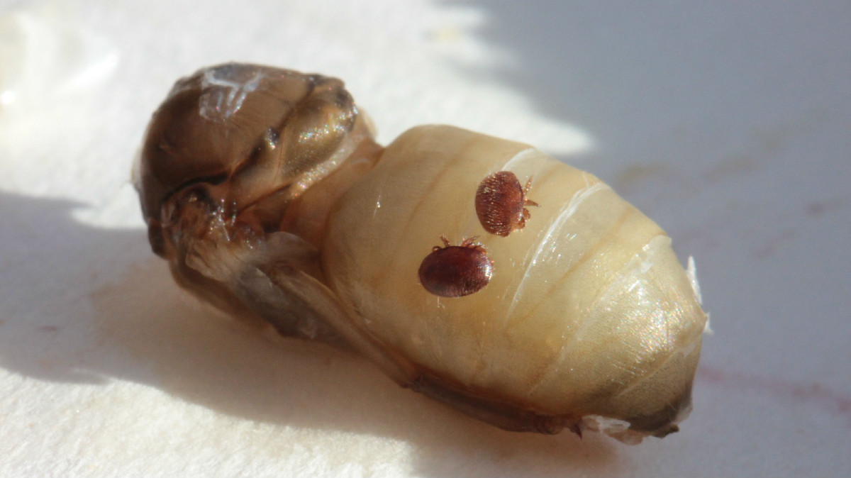 Varroa destructor na včelí larvě (foto: Lukáš Rytina)