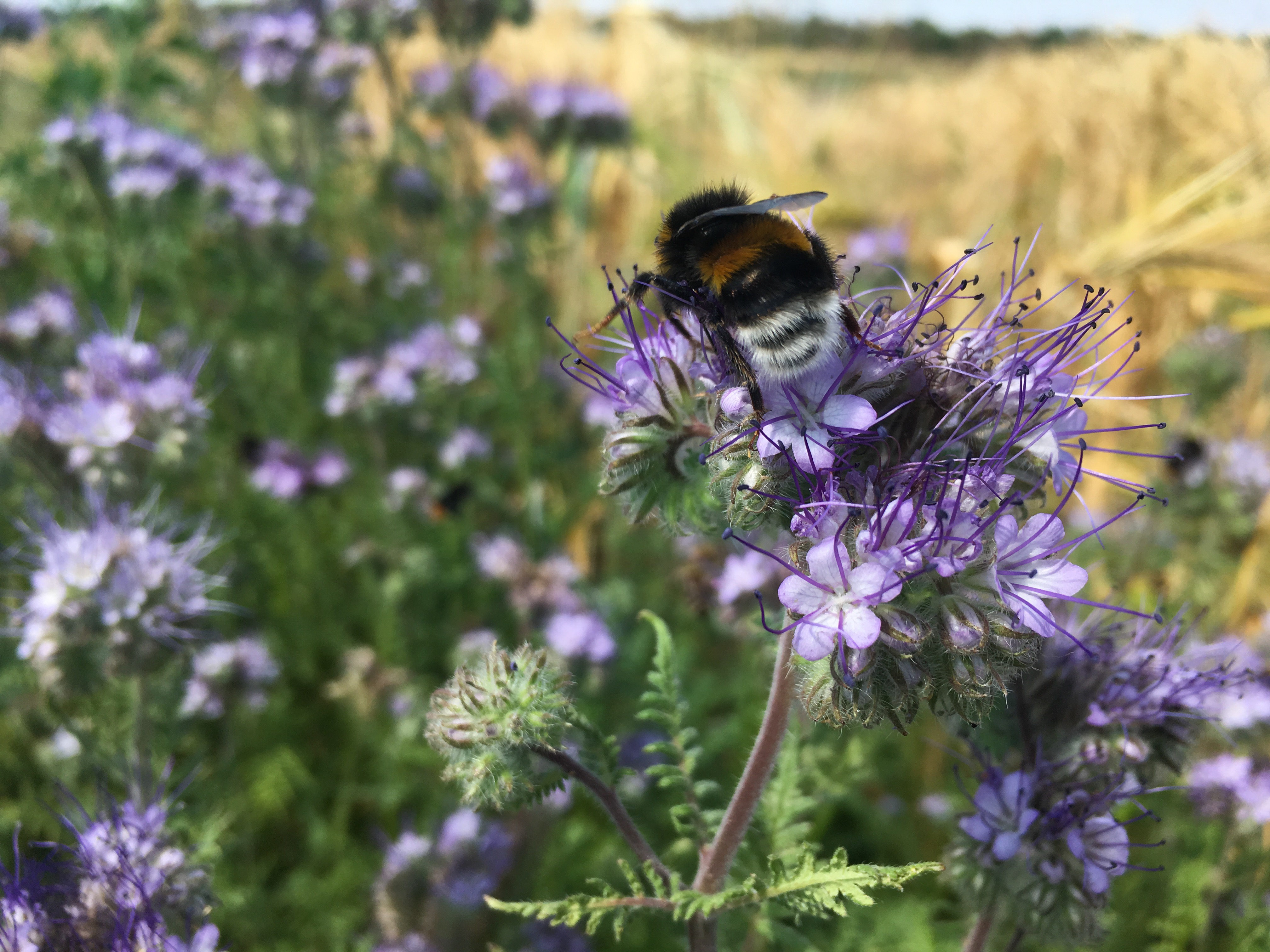 Návštěvníci Živé farmy