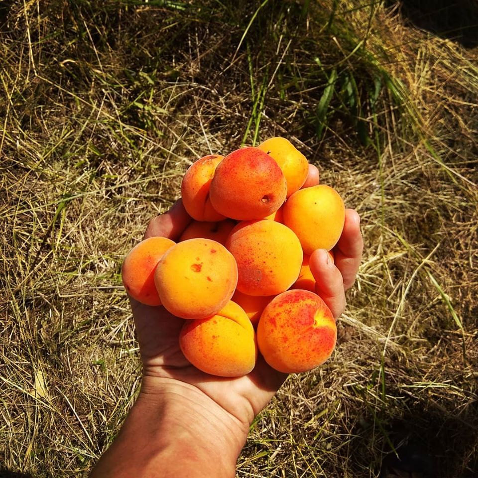  Apricot Chutney Workshop