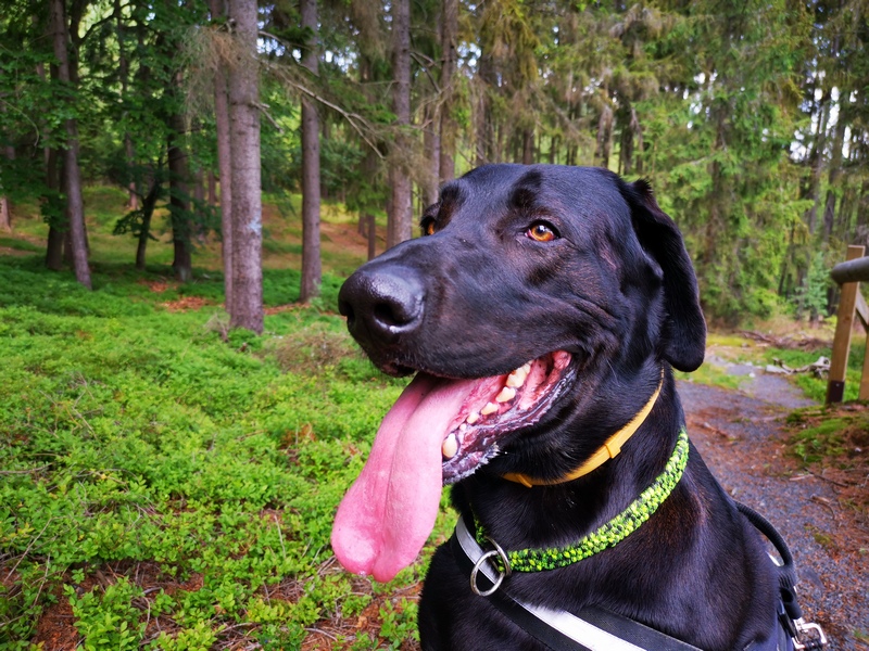 Ahojky, já jsem Frája. Ano, ten Frája, který štěká naše příběhy. Však mne určitě dobře znáte z Facebooku. Prý jsem všude :)