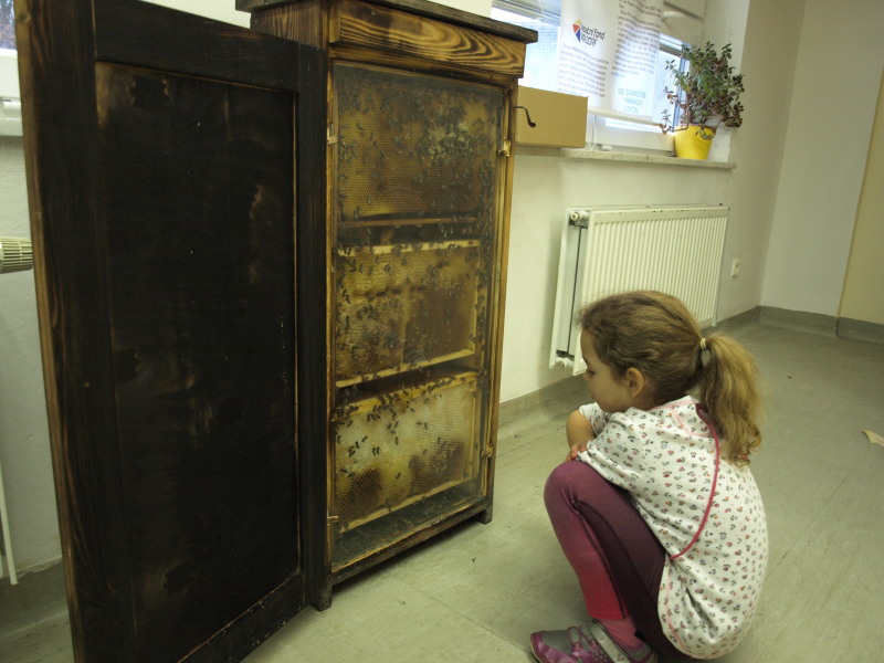 Výstava TAJEMSTVÍ VČEL - pozorování živého včelstva