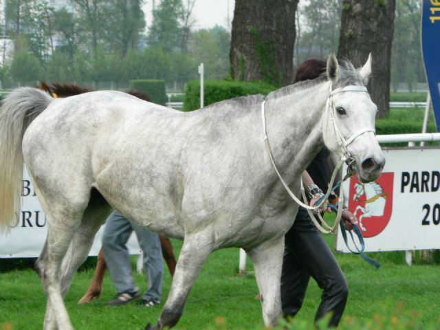 První zachráněná kobylka - Relace, ještě když běhala dostihy