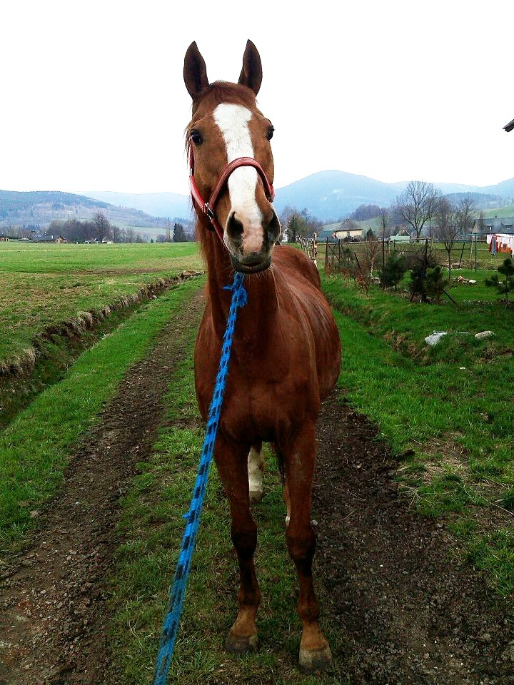 Nejstarší obyvatel stáje - Ventil, zvaný Venca